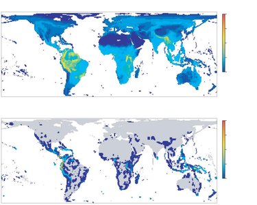 Global maps showing species richness and endemism in birds