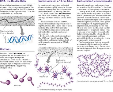 Diagram of DNA packing, nucleosomes, and chromatin structure