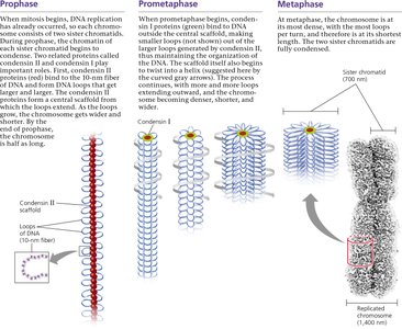Diagram of chromatin condensation during prophase, prometaphase, and metaphase