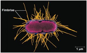 Fimbriae on a bacterial cell