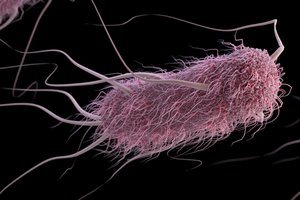 Bacterial flagella