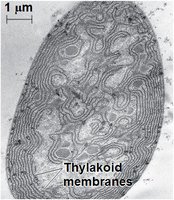 Thylakoid membranes in a prokaryote
