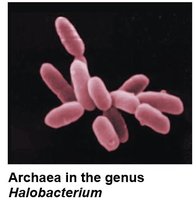 Archaea in the genus Halobacterium