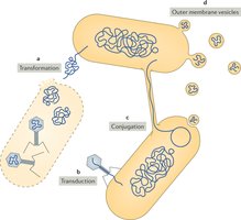 Mechanisms of genetic recombination in prokaryotes