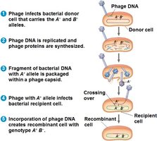 Steps of transduction in bacteria