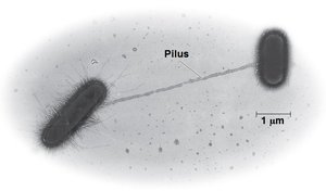 Bacterial conjugation via pilus