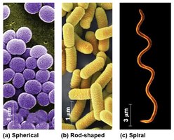 Prokaryotic cell shapes: spherical, rod-shaped, spiral