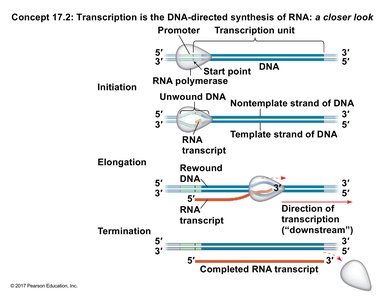 Stages of transcription: initiation, elongation, termination