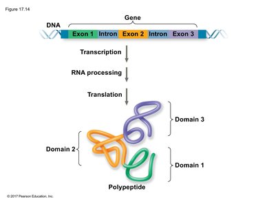 Exon shuffling and protein domains