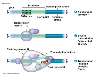 Promoter, transcription factors, and RNA polymerase II in initiation