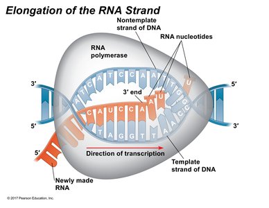 Elongation of the RNA strand by RNA polymerase