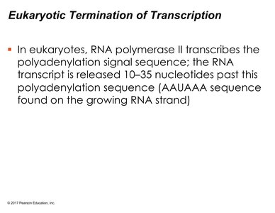 Eukaryotic termination of transcription