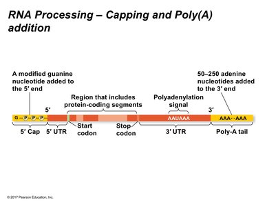 RNA processing: capping and poly(A) addition