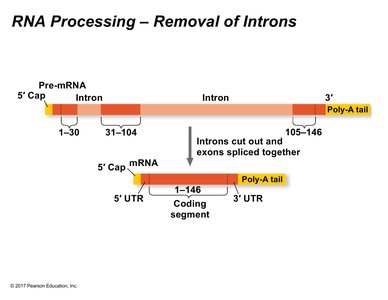 RNA processing: removal of introns