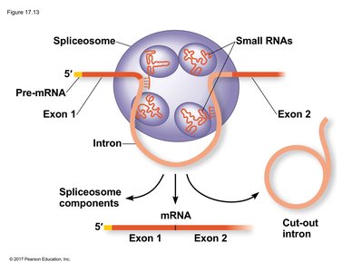 Spliceosome mechanism in RNA splicing