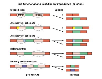 Functional and evolutionary importance of introns and alternative splicing
