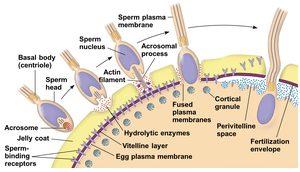 General Biology Study Guide: Reproduction & Development | Notes