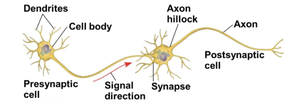 Structure of a neuron showing dendrites, cell body, axon, synapse, and postsynaptic cell