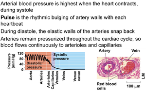 Arterial blood pressure, pulse, and capillary structure
