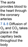 Aorta and capillary beds, diffusion of O2 and CO2