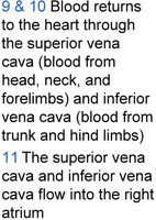 Blood return via vena cava to right atrium
