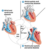 Phases of the cardiac cycle: atrial and ventricular systole and diastole