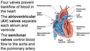 Heart valves: AV and semilunar valves