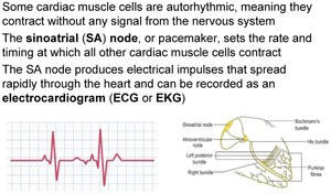 SA node, ECG, and electrical conduction in the heart