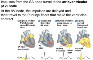 Conduction pathway: SA node, AV node, bundle branches, Purkinje fibers