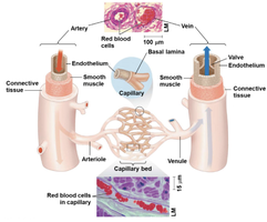 Structure of arteries, veins, and capillaries