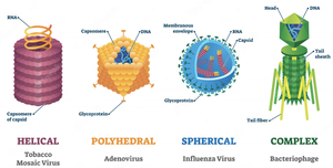 Major viral shapes: helical, polyhedral, spherical, complex