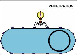 Entry of viral genome into cytoplasm
