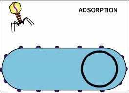 Attachment of bacteriophage to cell wall (lysogenic)