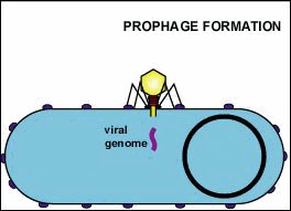 Formation of a prophage