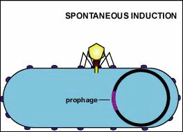 Spontaneous induction of prophage