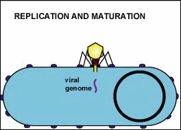 Viral replication and assembly (lysogenic)