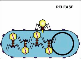 Release of bacteriophages by lysis (lysogenic)