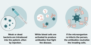How vaccines work: introduction, antibody production, immunity