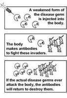 Immune response to vaccination