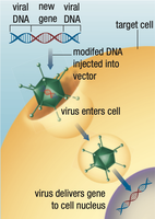 Virus-mediated gene therapy