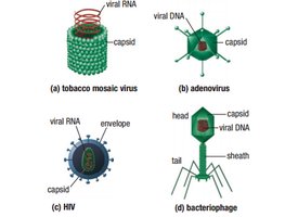 Capsid structure