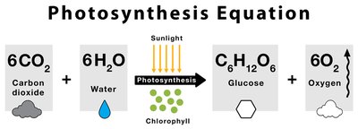 Photosynthesis equation