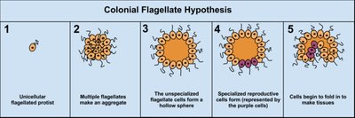 Colonial flagellate hypothesis diagram