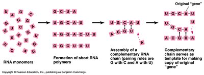 Diagram showing RNA monomers forming polymers and complementary chains