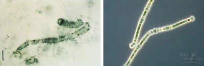 Images of ancient and modern prokaryotes