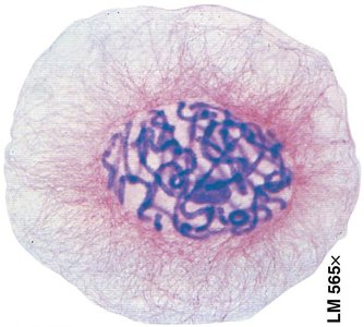 Chromatin coiling into chromosomes