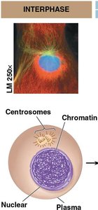Interphase