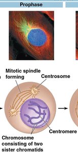 Prophase