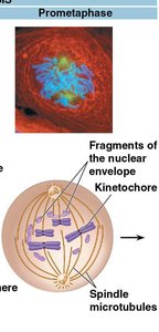 Prometaphase