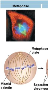 Metaphase